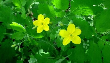 celandine για τη θεραπεία του μύκητα στα νύχια