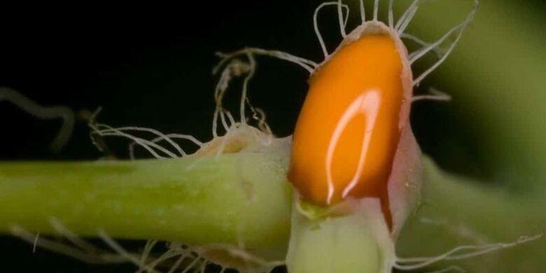 χυμός φελαντίνας για τη θεραπεία του μύκητα των νυχιών